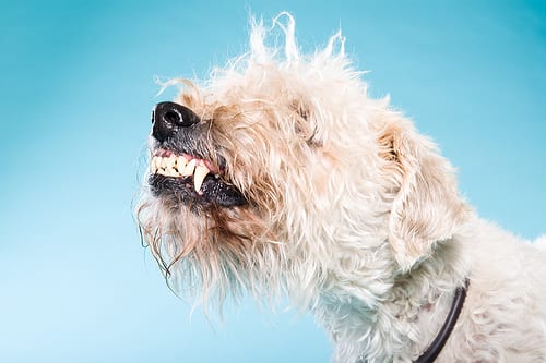 Lost Soft-Coated Wheaten Terrier tan named Cooper in Québec City