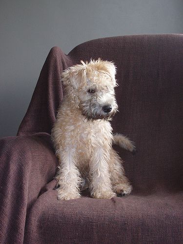 Lost Soft-Coated Wheaten Terrier brown named Winston in Toronto