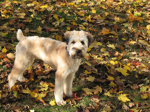 Lost Soft-Coated Wheaten Terrier chocolate named Molly in Edmonton