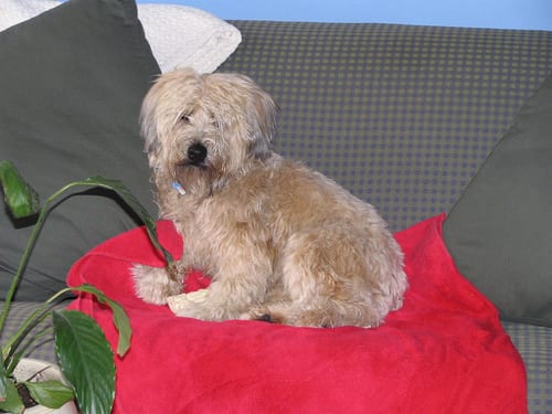 Lost Soft-Coated Wheaten Terrier golden named Lucy in Portage la Prairie