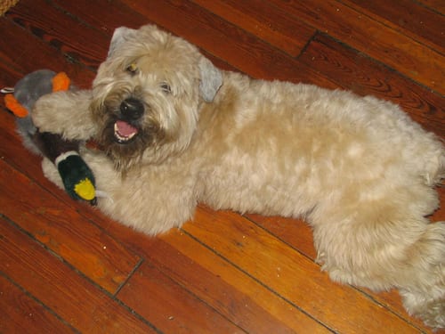 Lost Soft-Coated Wheaten Terrier golden named Bear in Toronto