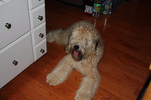 Lost Soft-Coated Wheaten Terrier brown named Milo in Toronto