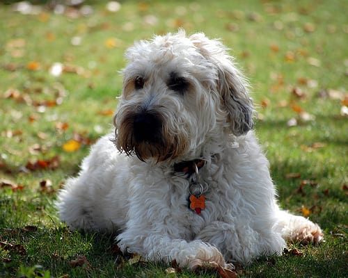 Lost Soft-Coated Wheaten Terrier tan named Buddy in Châteauguay