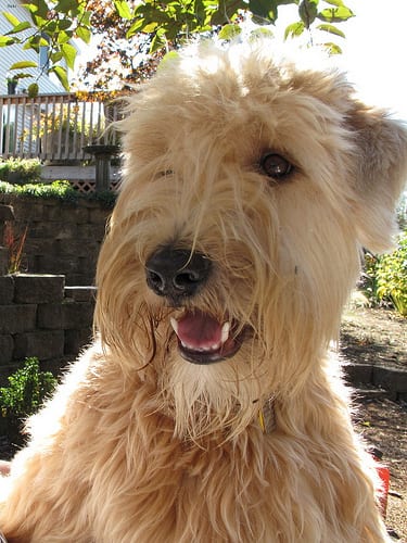 Lost Soft-Coated Wheaten Terrier chocolate named Willow in Kentville