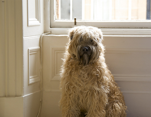 Bentley