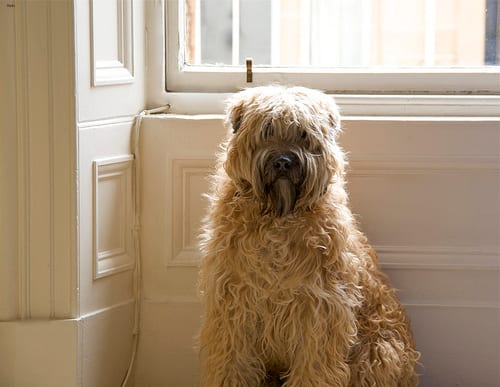 Lost Soft-Coated Wheaten Terrier cream named Bentley in Newmarket