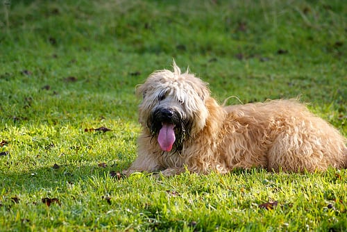 Lost Soft-Coated Wheaten Terrier golden named Cooper in Longueuil
