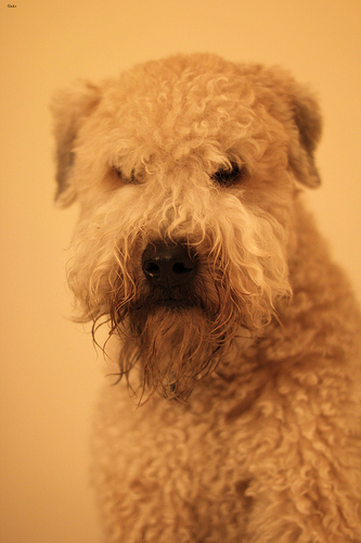 Lost Soft-Coated Wheaten Terrier brown and white named Charlie in Thunder Bay