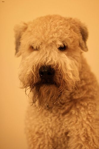 Lost Soft-Coated Wheaten Terrier brown and white named Charlie in Thunder Bay