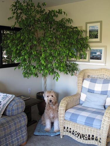 Lost Soft-Coated Wheaten Terrier cream named Sadie in Châteauguay