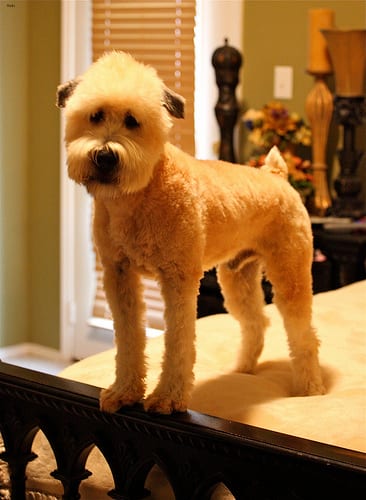 Lost Soft-Coated Wheaten Terrier brown and white named Nala in Estevan