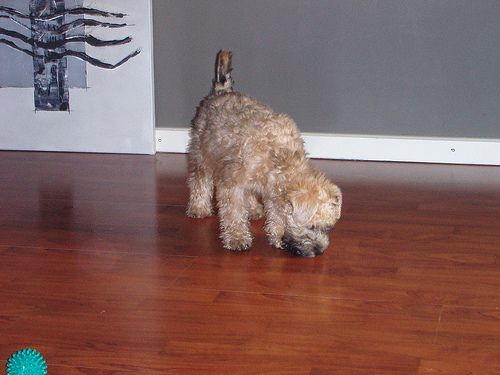 Lost Soft-Coated Wheaten Terrier grey named Maggie in Vancouver