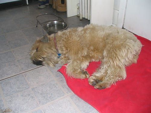 Lost Soft-Coated Wheaten Terrier black and white named Milo in Edmonton