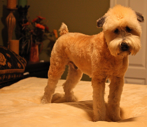 Lost Soft-Coated Wheaten Terrier white named Sadie in North Bay