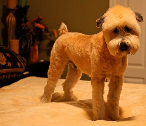 Lost Soft-Coated Wheaten Terrier white named Sadie in North Bay