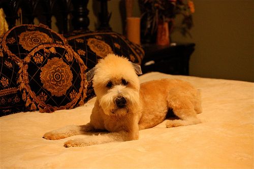 Lost Soft-Coated Wheaten Terrier tan named Bear in Bathurst