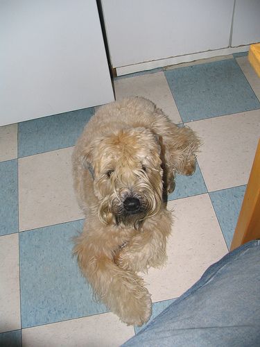 Lost Soft-Coated Wheaten Terrier chocolate named Bear in Labrador City