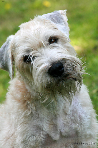 Oliver