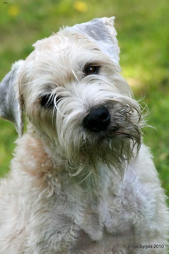 Lost Soft-Coated Wheaten Terrier brown and white named Oliver in Markham