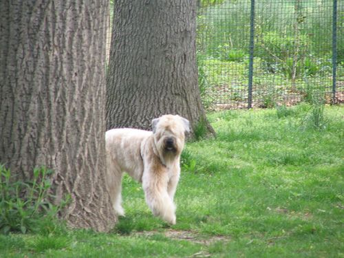 Lost Soft-Coated Wheaten Terrier cream named Luna in Ottawa