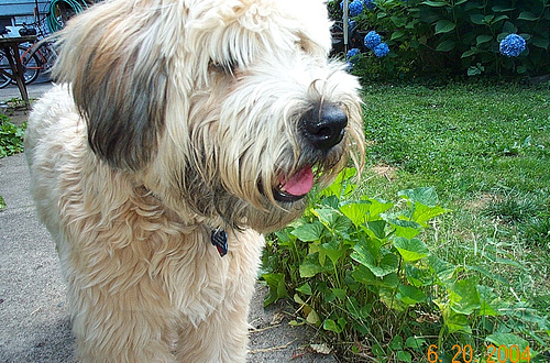 Winston