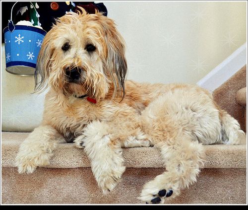Lost Soft-Coated Wheaten Terrier black named Buddy in Calgary