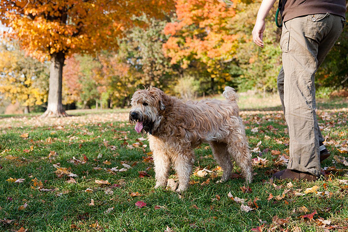 Lost Soft-Coated Wheaten Terrier tan named Bear in Campbellton