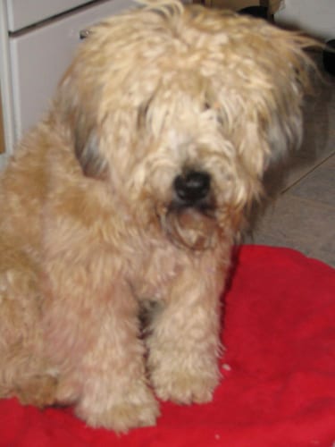 Lost Soft-Coated Wheaten Terrier golden named Bear in Mirabel