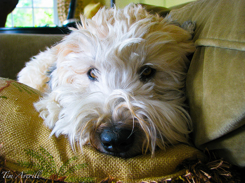 Cooper