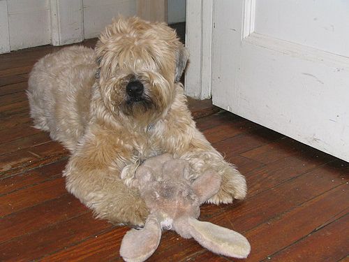 Lost Soft-Coated Wheaten Terrier black named Maggie in London