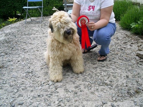 Lost Soft-Coated Wheaten Terrier brown named Molly in Vernon