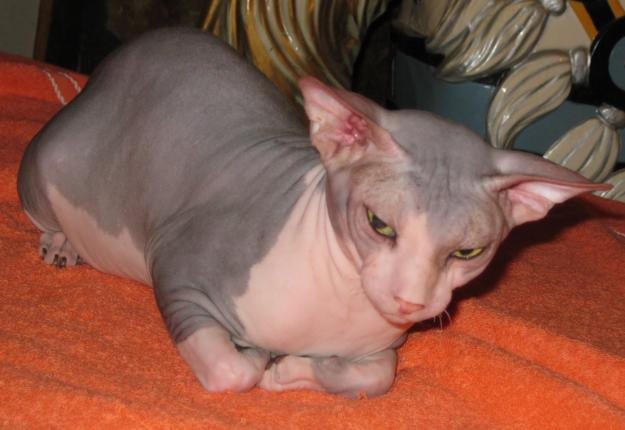 Lost Sphynx cream named Pumpkin in Port Moody