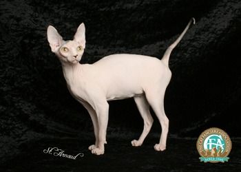 Lost Sphynx black named Misty in Bridgewater