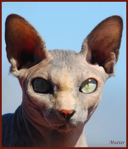 Lost Sphynx orange tabby named Jasper in Hamilton