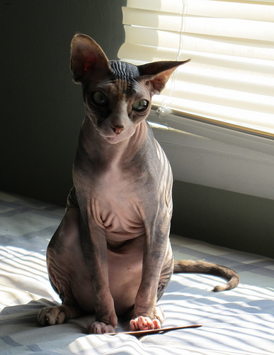 Lost Sphynx orange tabby named Misty in Markham