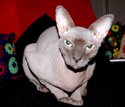 Lost Sphynx grey named Cleo in Orillia