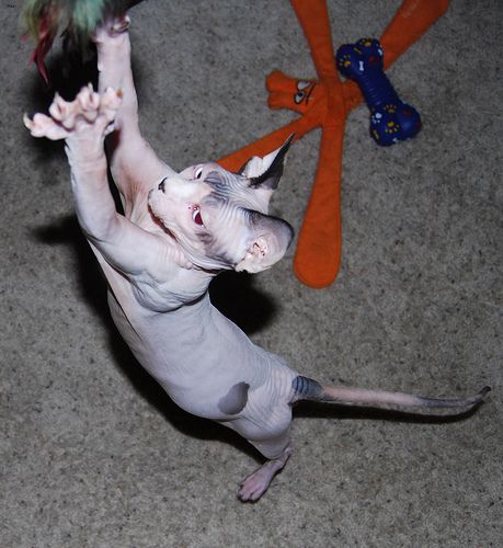 Lost Sphynx grey named Simba in Vancouver