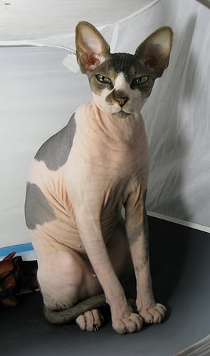 Lost Sphynx black and white named Sam in Granby