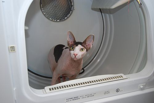 Lost Sphynx calico named Salem in Saguenay