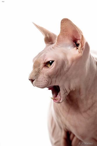Lost Sphynx calico named Cleo in Saint-Hyacinthe