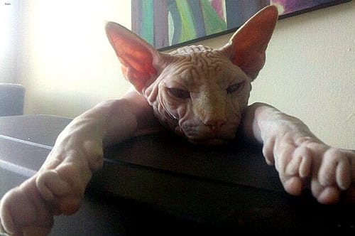 Lost Sphynx black named Leo in Beaumont