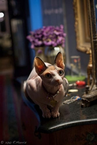 Lost Sphynx grey tabby named Pumpkin in Trois-Rivières