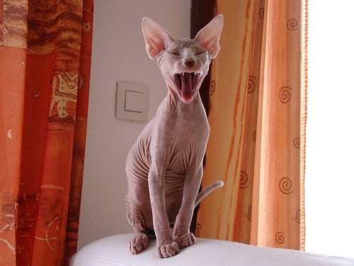 Lost Sphynx black and white named Shadow in Montréal
