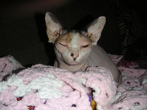 Lost Sphynx grey named Oreo in Hamilton