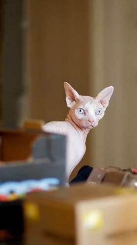 Lost Sphynx calico named Mittens in Richmond