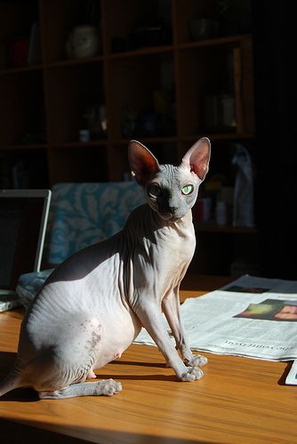 Lost Sphynx grey tabby named Toby in Waterloo