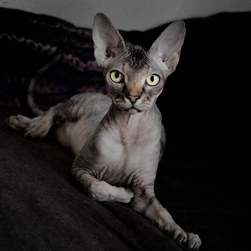 Lost Sphynx black and white named Milo in Halifax