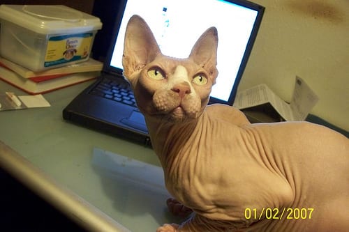 Lost Sphynx tortoiseshell named Oscar in Guelph