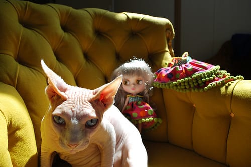 Lost Sphynx grey tabby named Oscar in Burlington