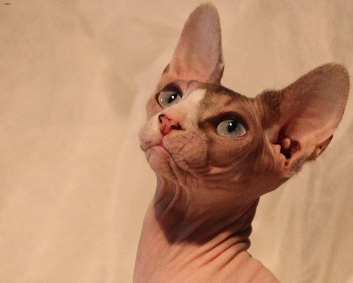 Lost Sphynx tabby named Willow in Campbell River